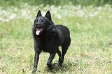 SCHIPPERKE 602